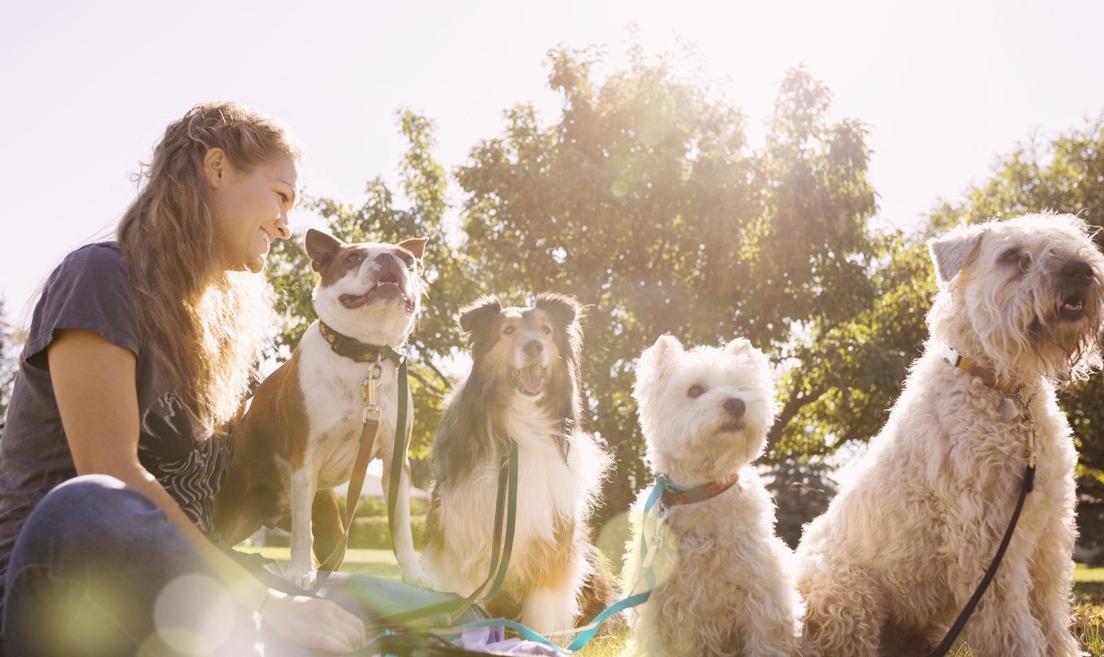 A woman sitting in a sunny field with four dogs