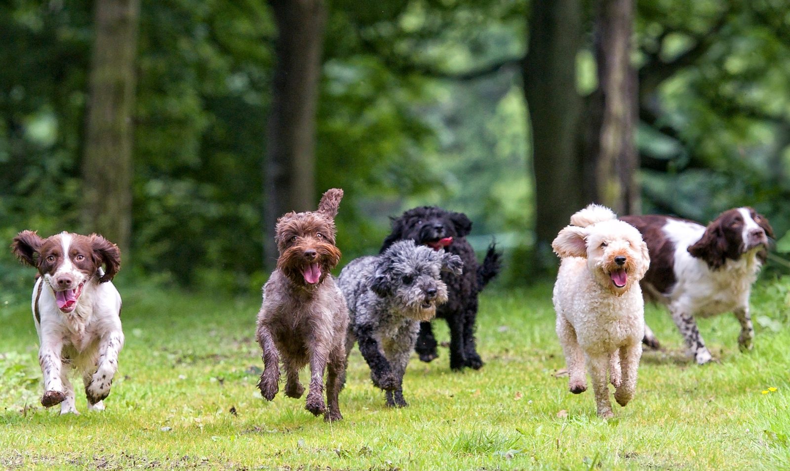 A group of dogs running through a grassy field
