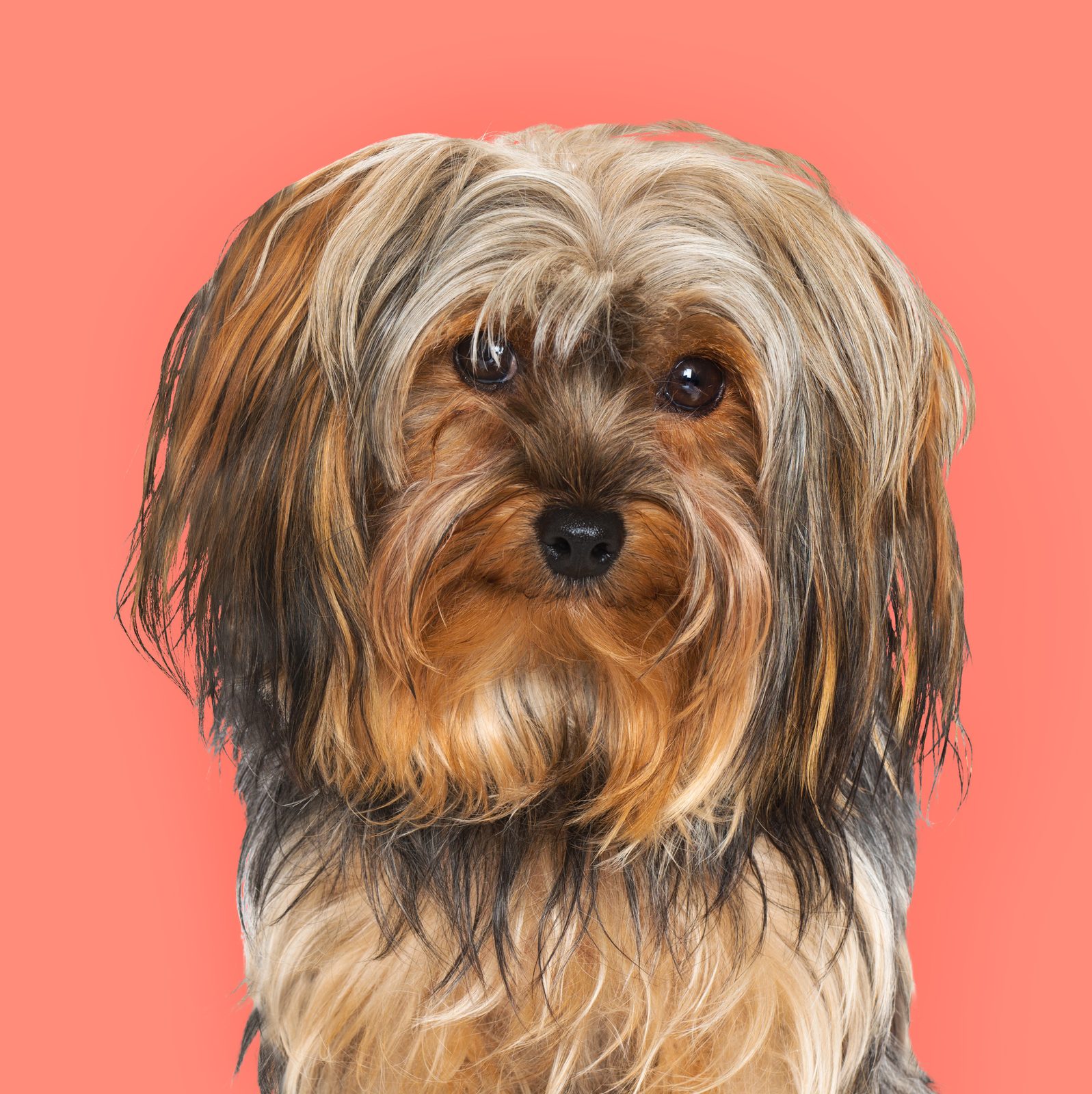 A long-haired brown and tan dog against a coral background