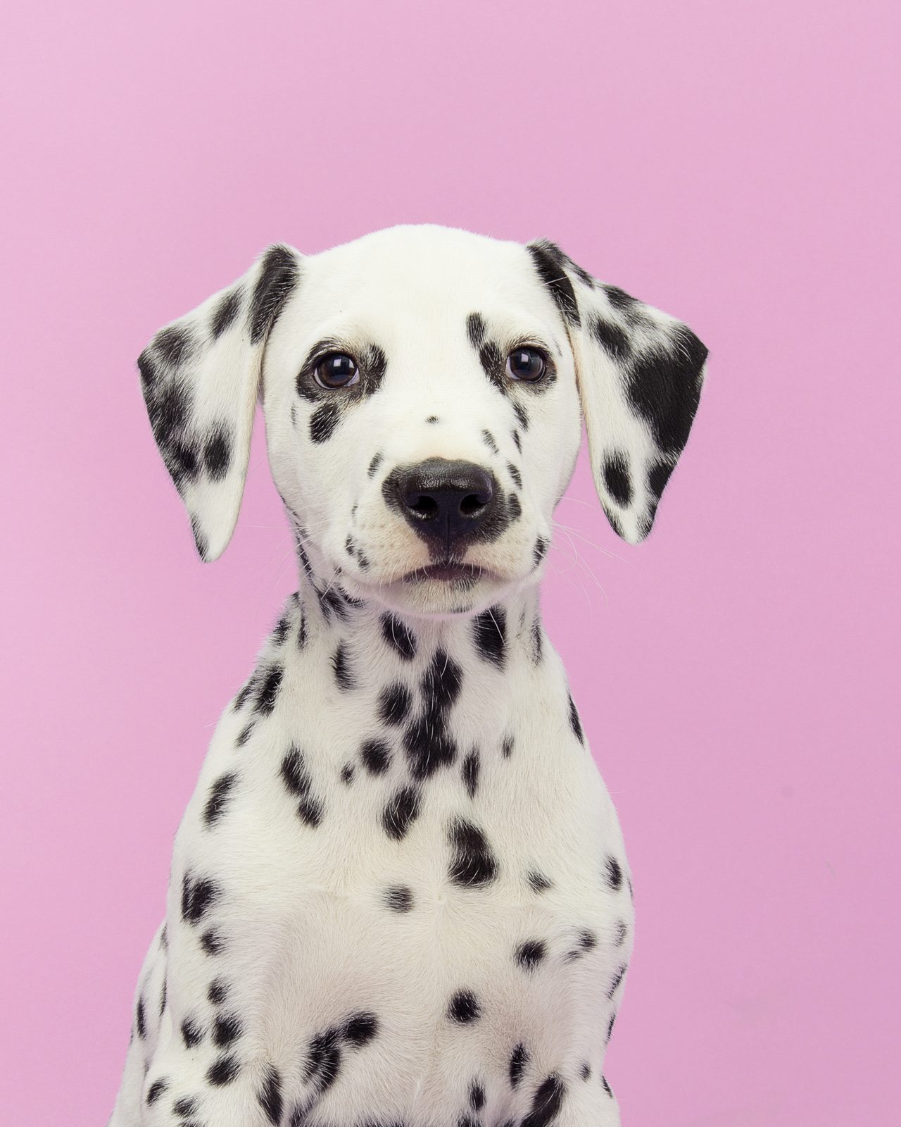 A Dalmatian puppy against a pink background