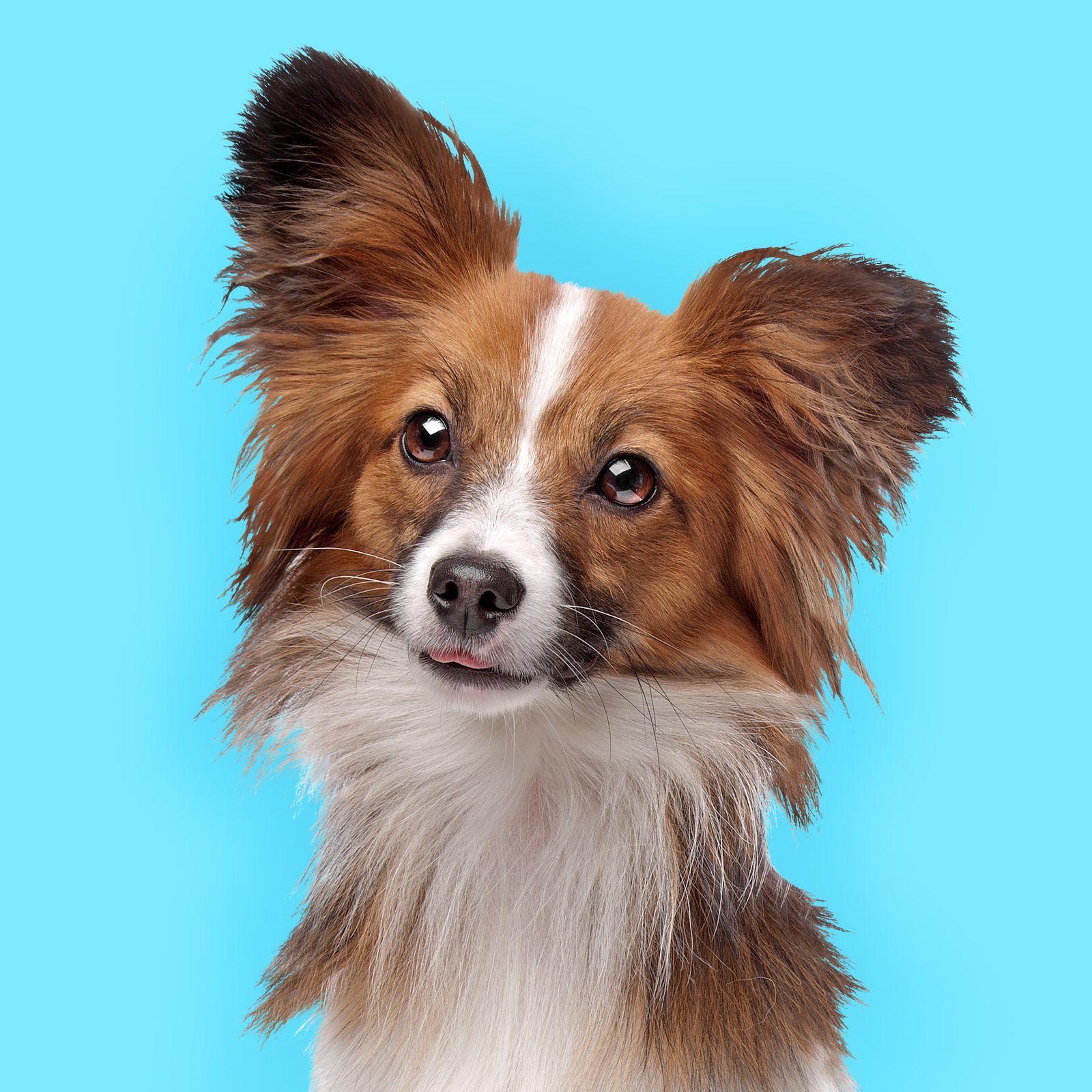 A brown and white Papillon with large ears against a blue background