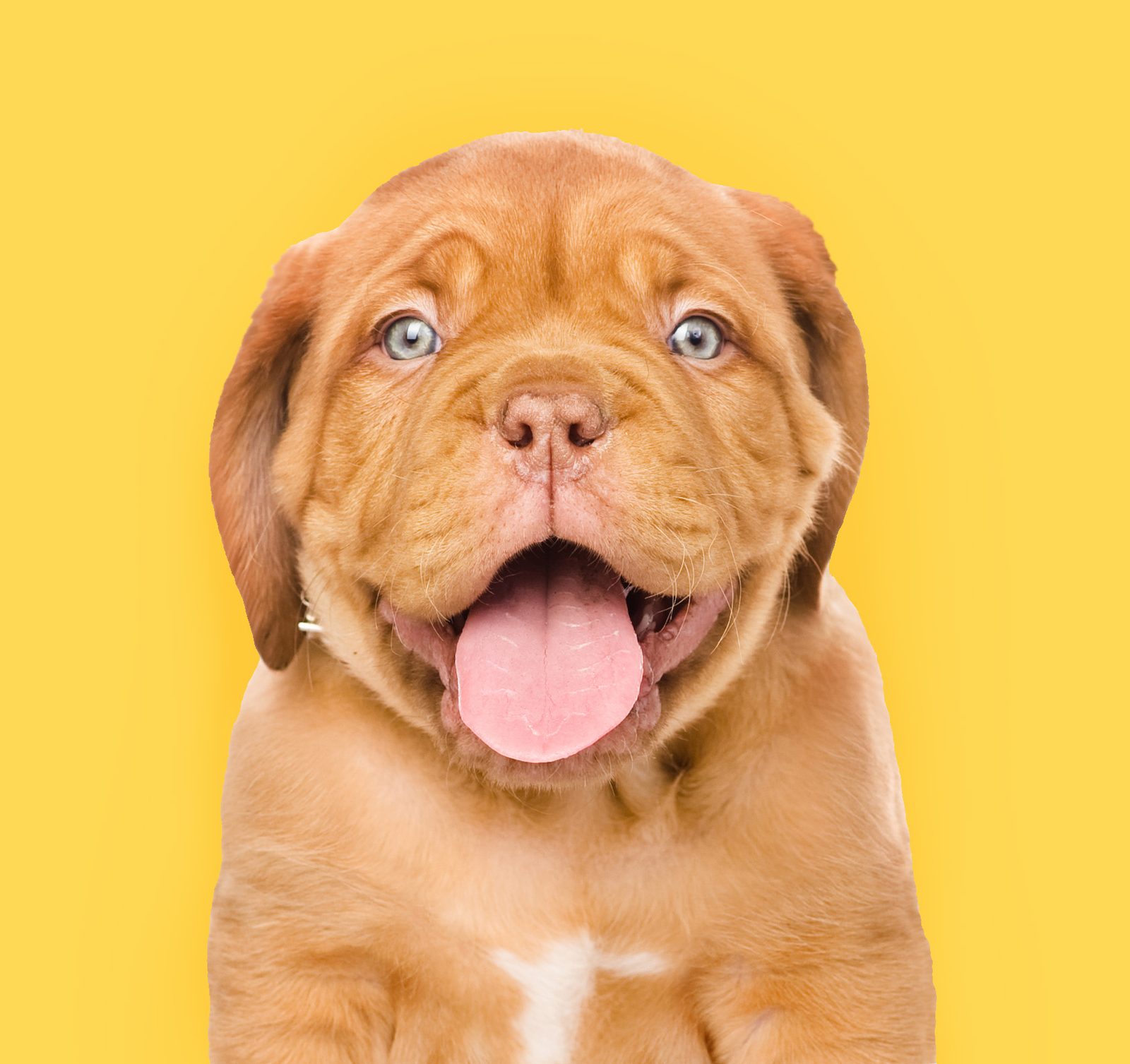 A light brown puppy against a yellow background