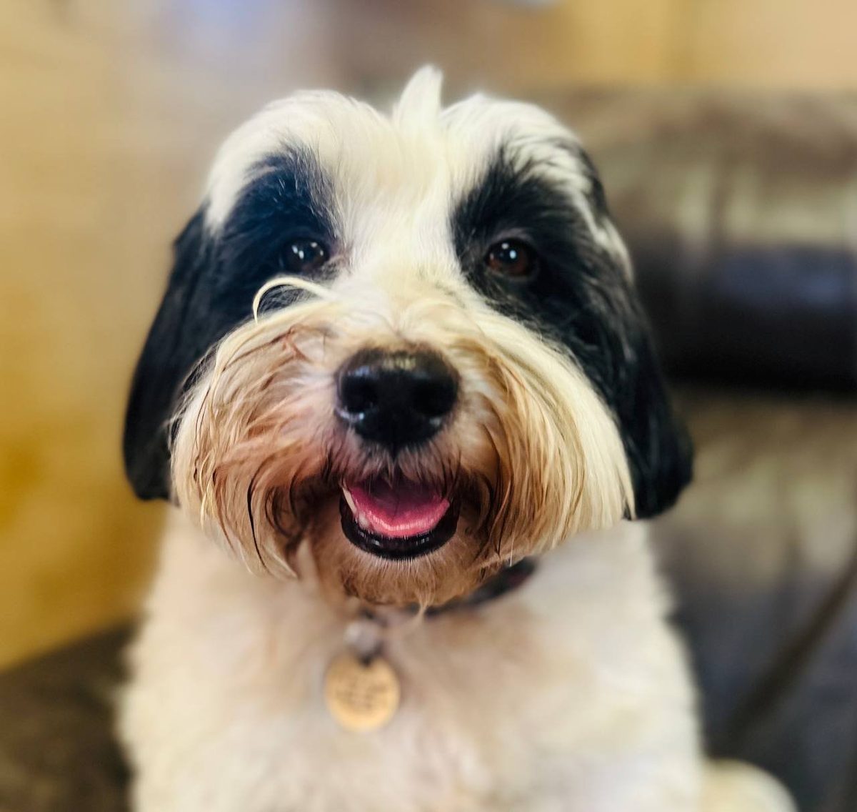 Dolly, the small black and white fluffy dog