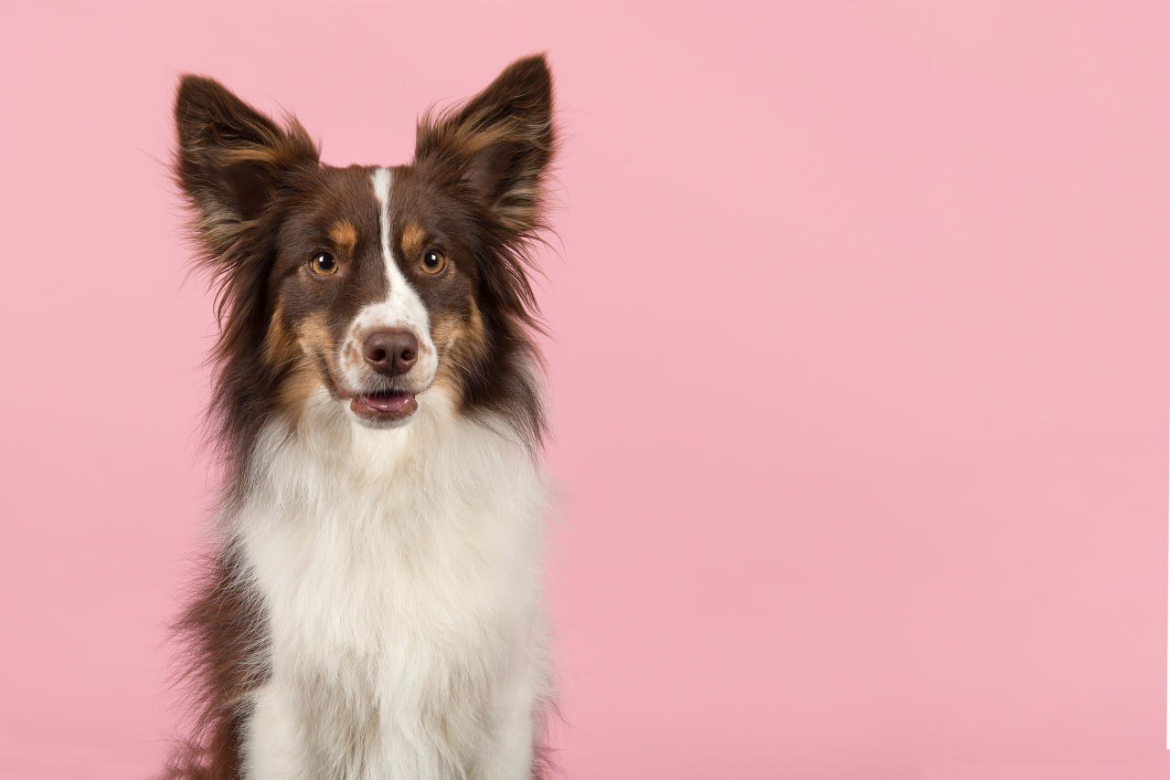 A brown-and-white border collie with alert ears