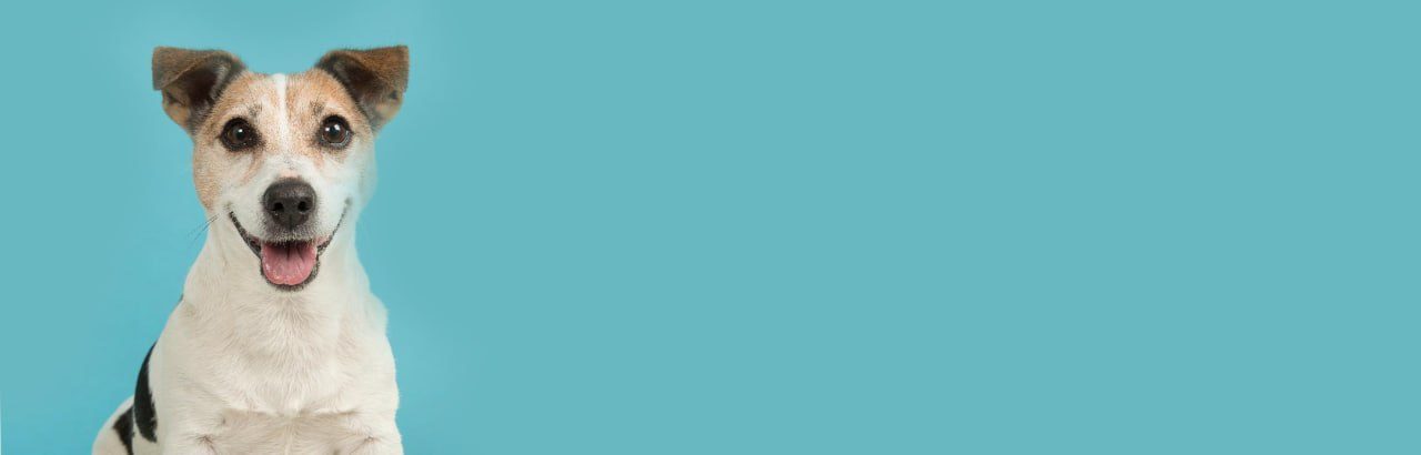 A smiling Jack Russell terrier against a blue background