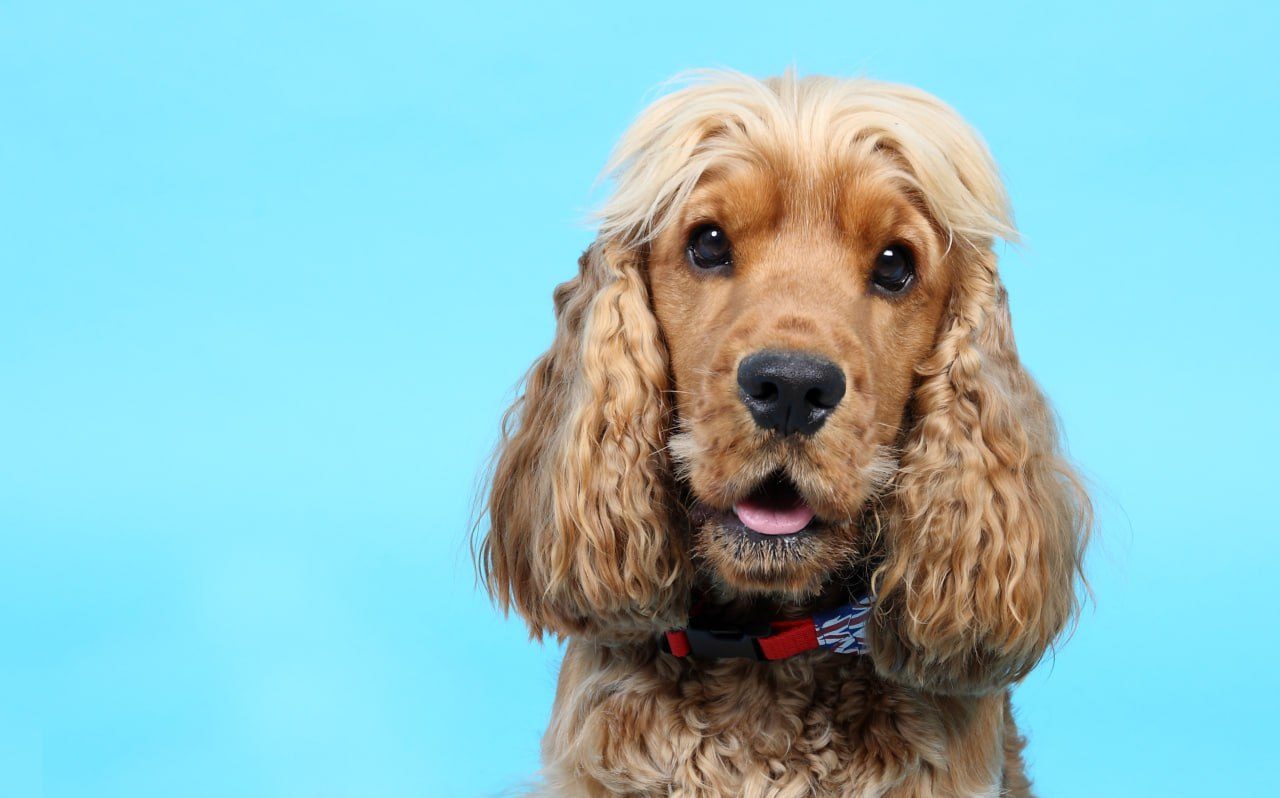 A golden cocker spaniel waiting for playtime