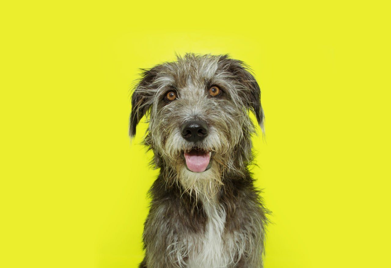 A scruffy grey and white wolfhound-type dog panting happily