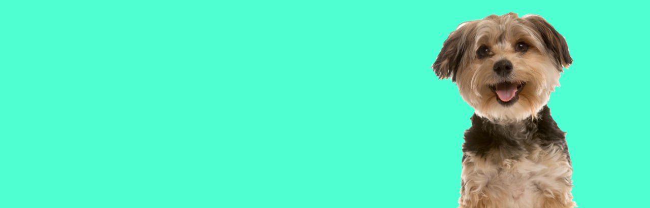 A small fluffy terrier against a turquoise background
