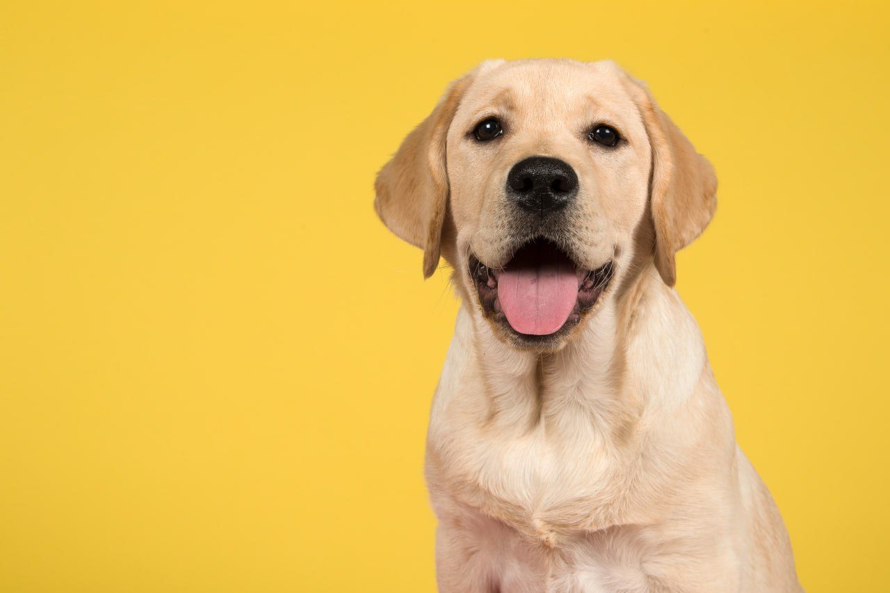 A yellow Labrador puppy