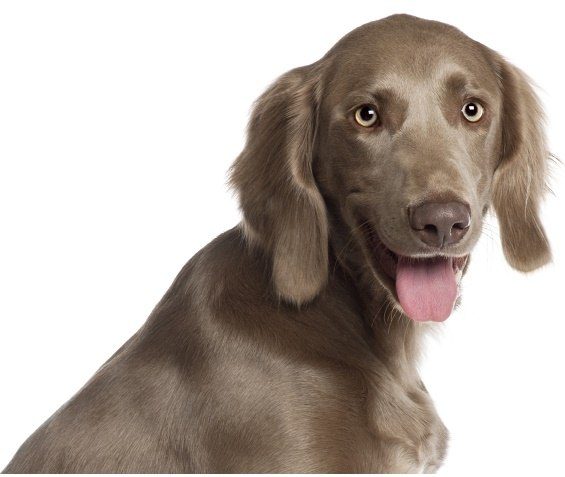 A happy Weimaraner panting