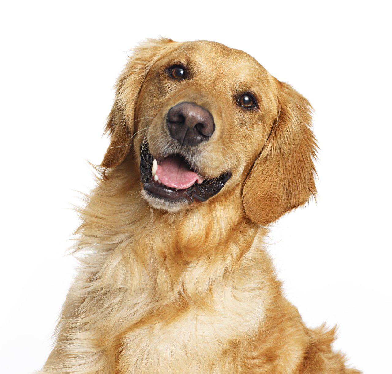 A happy golden retriever smiling at the camera