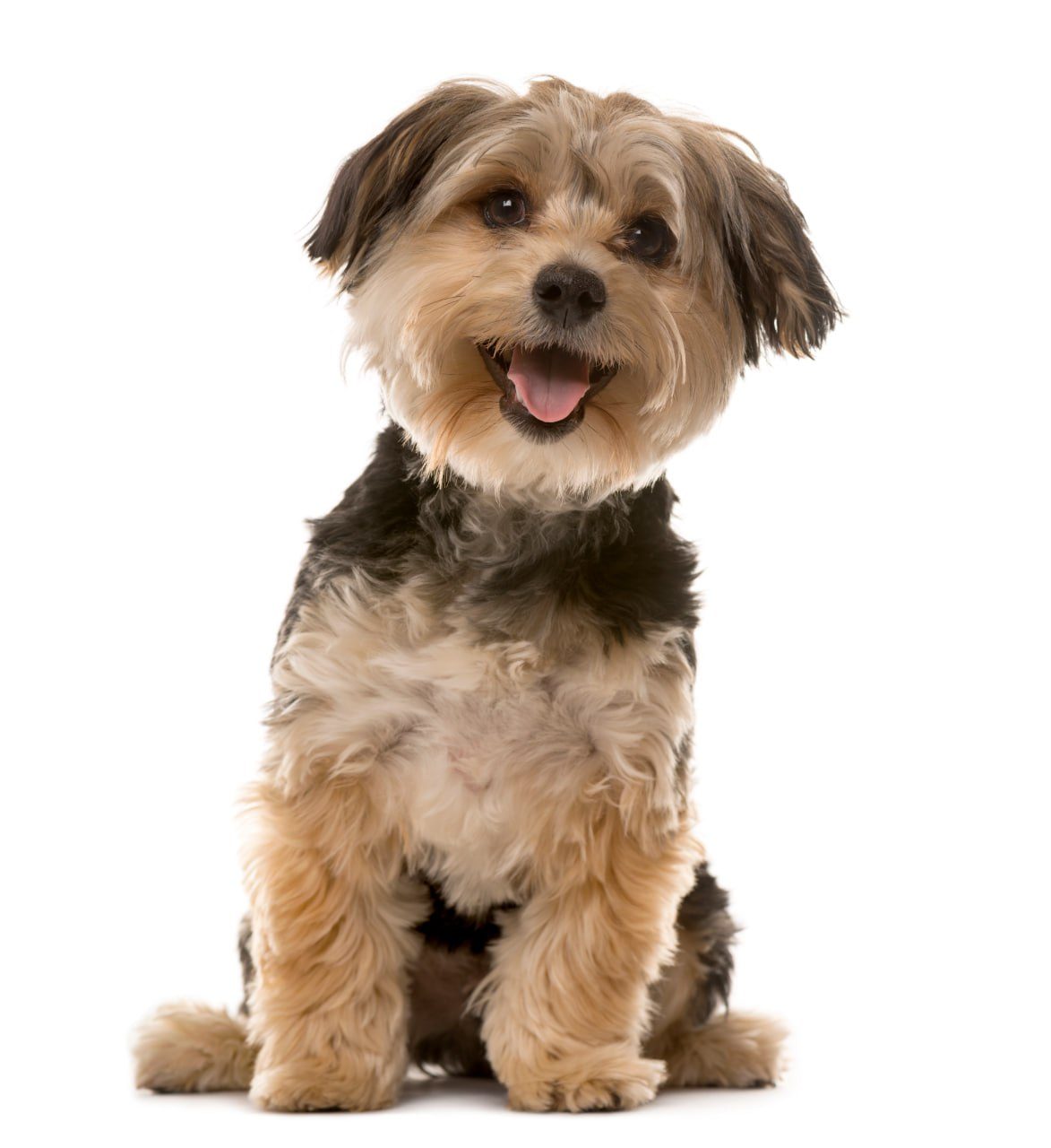 A small fluffy terrier sitting