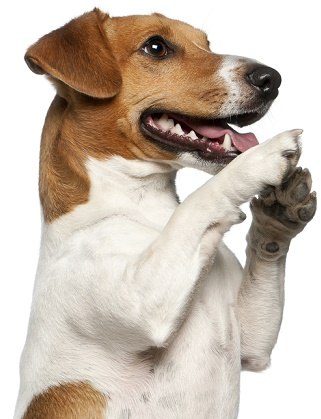 A Jack Russell terrier with its paws up