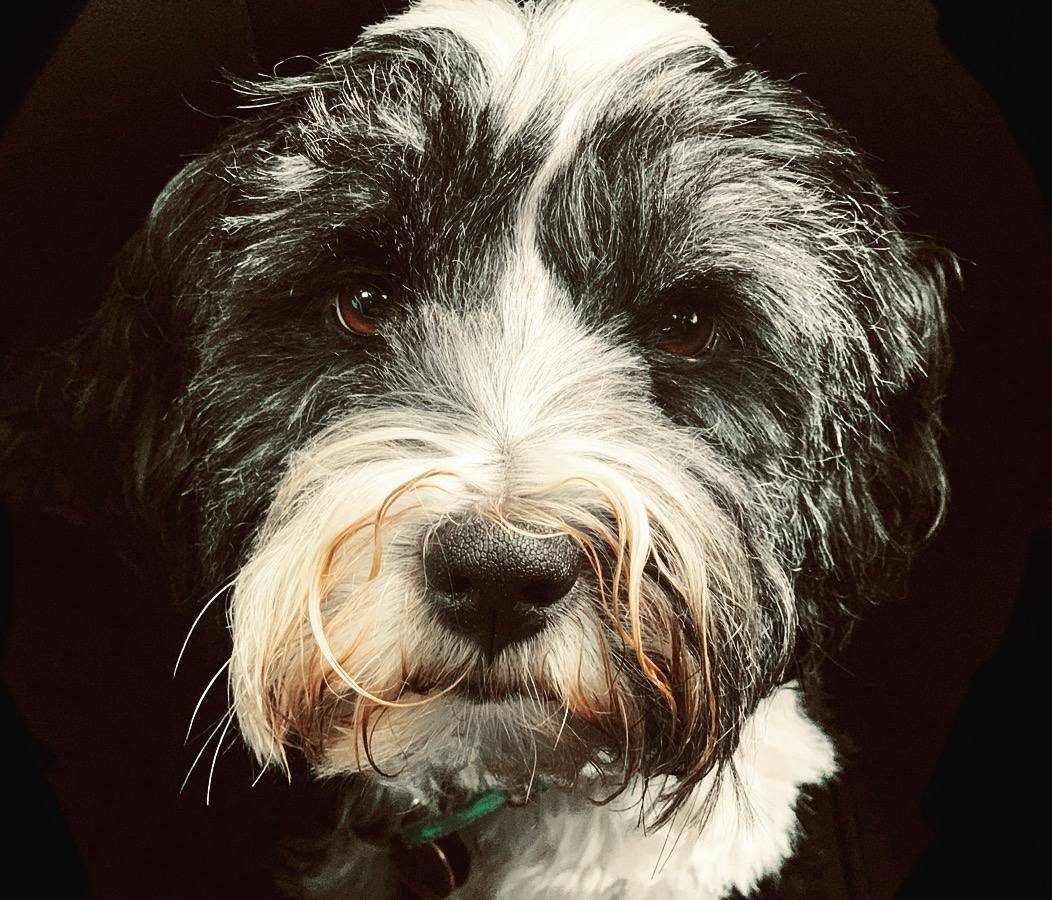 Reggie, the black and white dog the business is named after