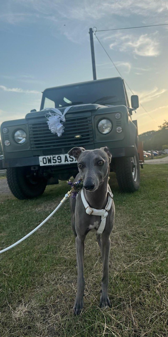 A grey whippet on a lead in front of a dark Land Rover decorated with a white bow
