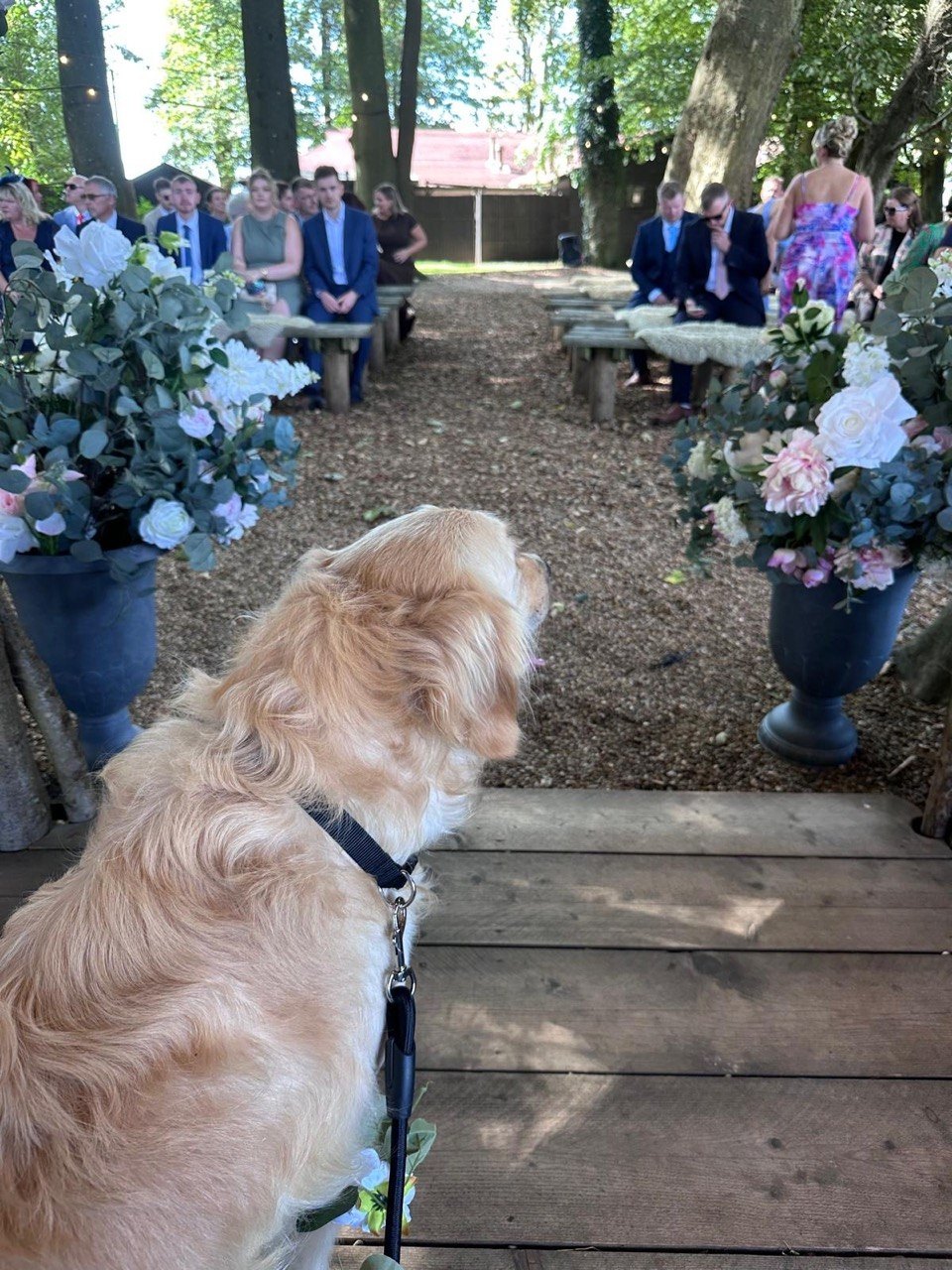 A golden retriever on a wooden platform looking down the aisle at an outdoor wedding ceremony